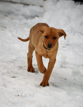 Clyde (green) - Puppy Area