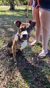 Duke Wayne - Puppy Area