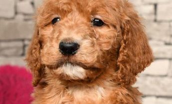 Ernie