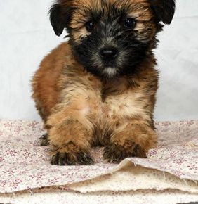 Etta