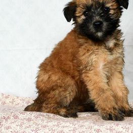 Etta