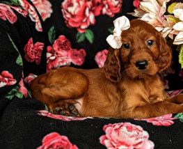 Lacie