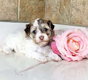 Lilly