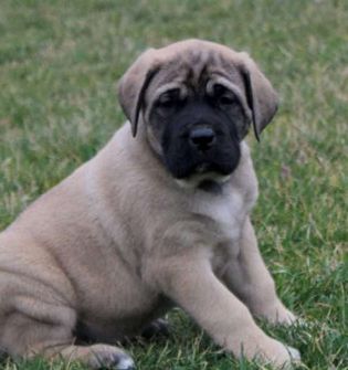 Lucy