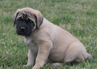 Lucy