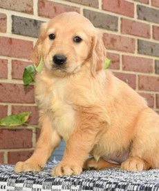 Molly