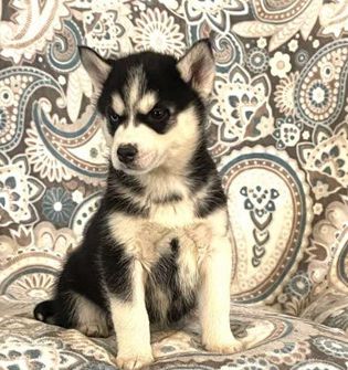 Nicklaus