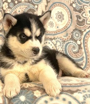 Nicklaus