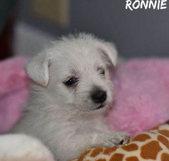 Ronnie