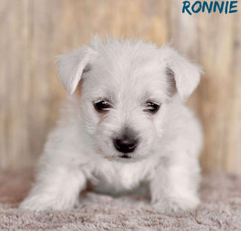 Ronnie