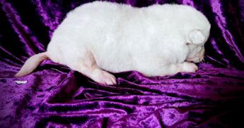 SnowWhiteFemale