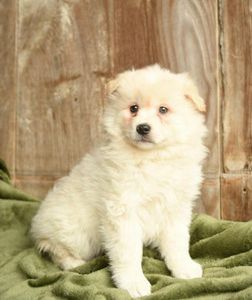 Sparky