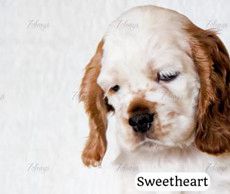 Sweetheart