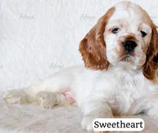 Sweetheart