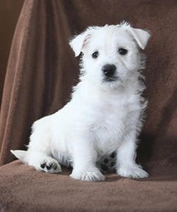 Wilbur