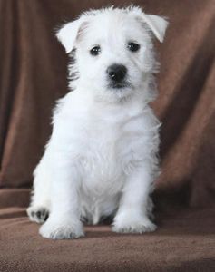Wilbur