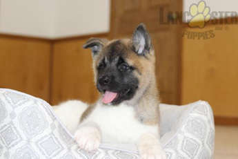 AKC Paisley