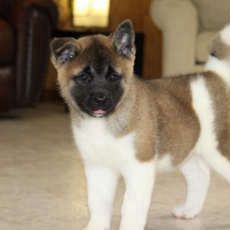 AKC Paisley