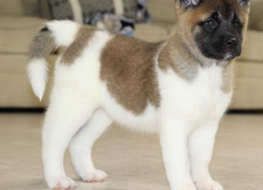 AKC Paisley