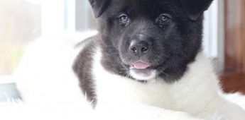 AKC Poppy