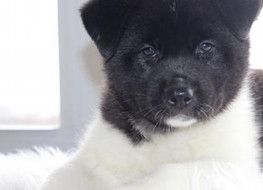 AKC Poppy