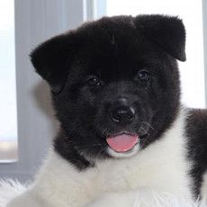 AKC Poppy
