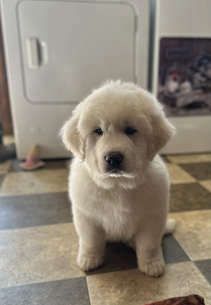AKC girl