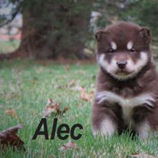 Alec
