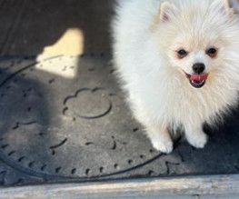 Baby Bear-AKC Pom