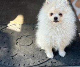 Baby Bear-AKC Pom