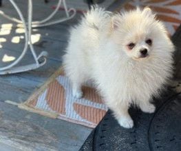 Baby Bear-AKC Pom