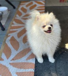 Baby Bear-AKC Pom
