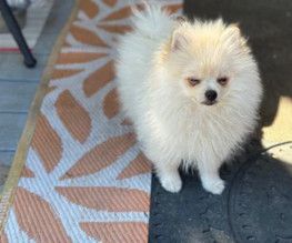Baby Bear-AKC Pom