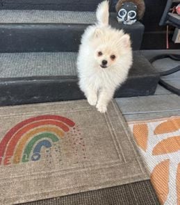 Baby Bear-AKC Pom