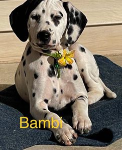 Bambi