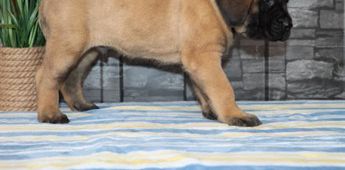 Ben