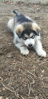 Bruiser