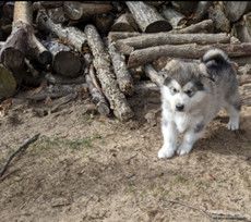 Bruiser