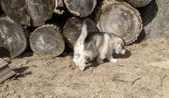 Bruiser