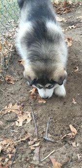 Bruiser