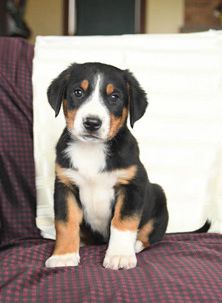 Buster