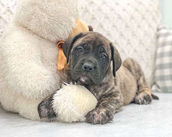 Cooper