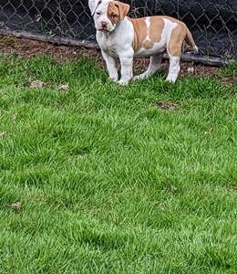 Frankie Blue Eyes - Puppy Area