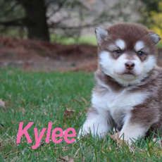 Kylee