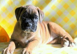 Lucy