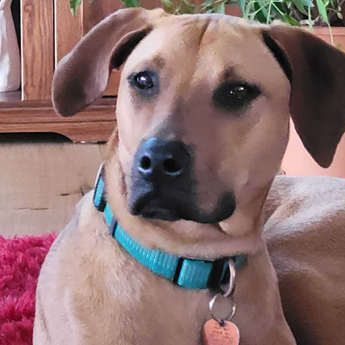 Lucy Sky - Puppy Area