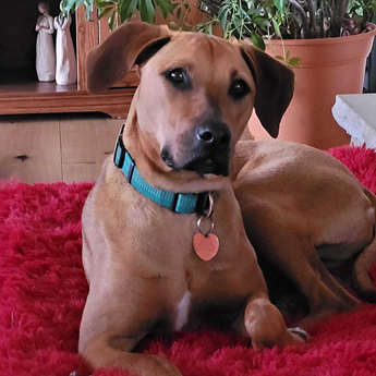 Lucy Sky - Puppy Area