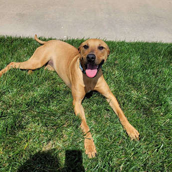 Lucy Sky - Puppy Area