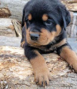 Maverick