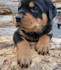 Maverick